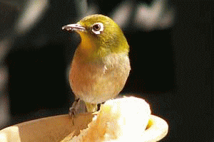 f0104569_095269.gif