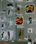 f0004180_9123621.jpg