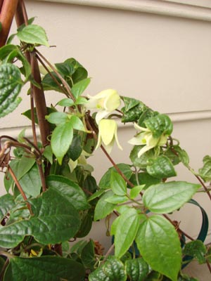 e0008586_0133187.jpg