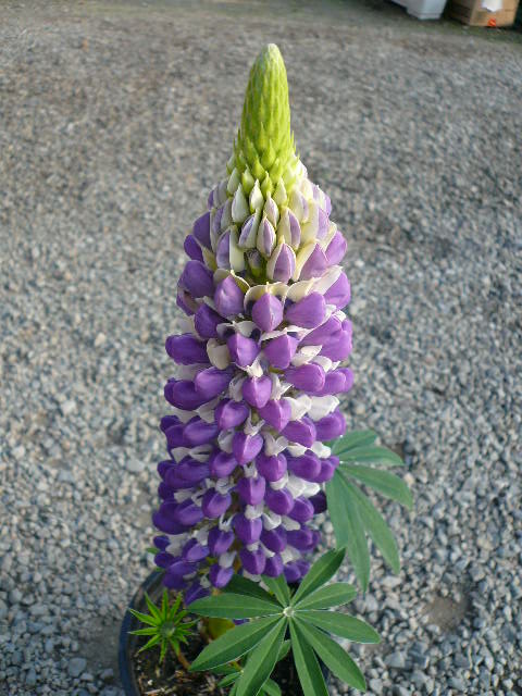 e0026017_23415237.jpg
