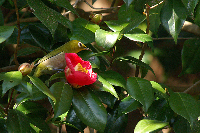 d0089024_144268.jpg