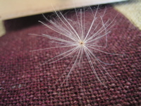 a0068339_7504190.jpg