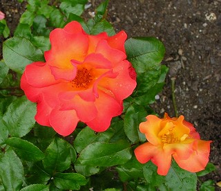 e0098241_153122100.jpg