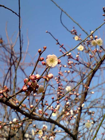 e0034047_172331.jpg