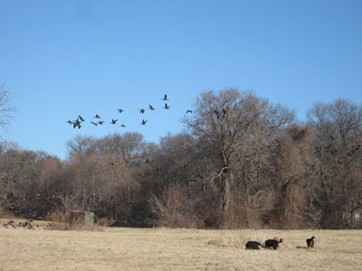 b0050356_17335855.jpg