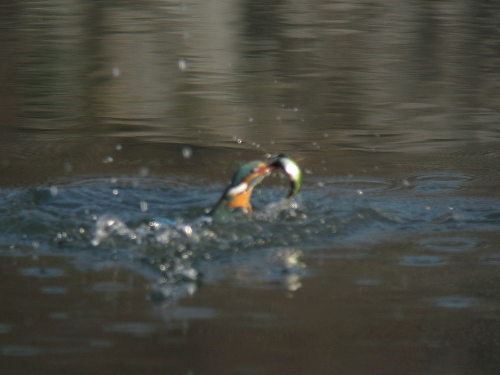 b0004398_1216125.jpg