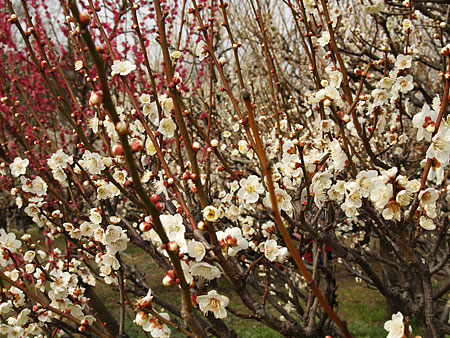 a0041508_0333020.jpg