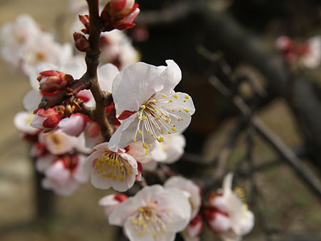 a0041508_0343784.jpg