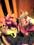 f0053615_085392.jpg