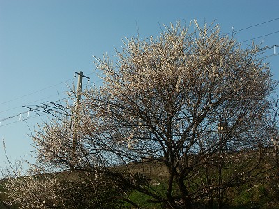 b0044663_1241693.jpg