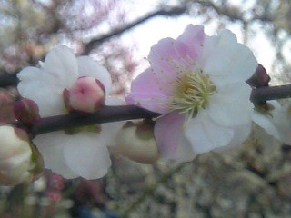 a0041964_054629.jpg