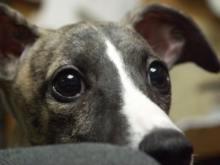 e0003270_23163915.jpg