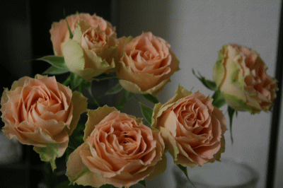 d0100192_21105354.gif