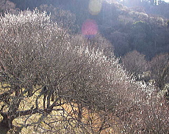c0008598_1639560.jpg