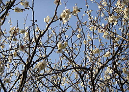 c0008598_1641241.jpg