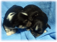 b0078030_4441947.gif