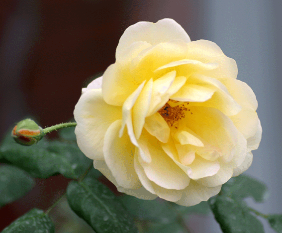 d0069235_014450.gif