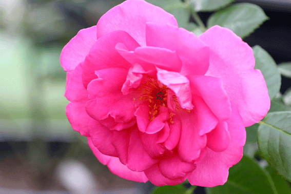 d0069235_0283851.gif
