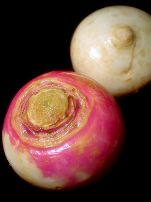f0056476_905364.jpg