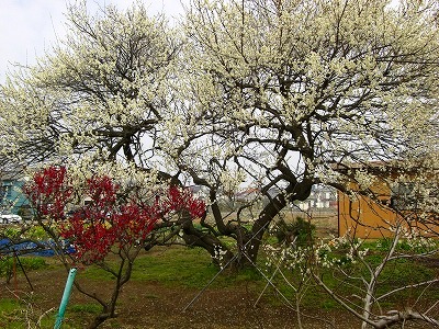 c0078480_1725513.jpg