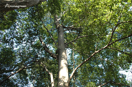 e0102491_12371163.jpg