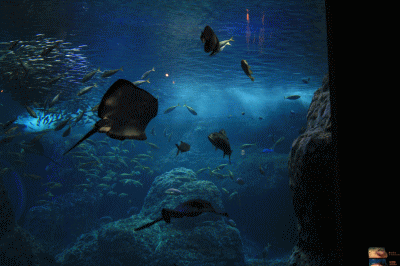 d0100192_20391710.gif