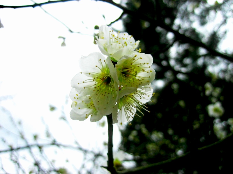c0043403_2058684.jpg