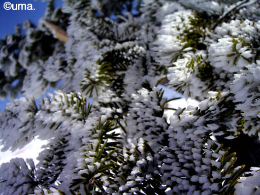 b0061004_110173.jpg