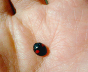 c0100409_2233512.jpg