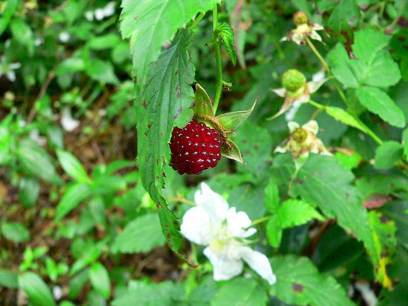 d0053930_7101133.jpg