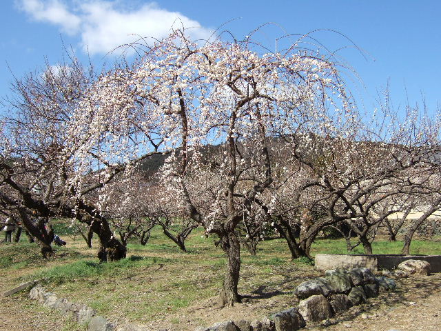 e0064133_0571722.jpg