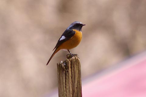 b0043440_9491910.jpg
