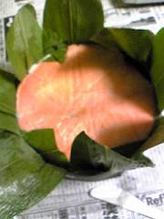 f0001378_151242.jpg