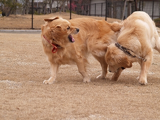 d0080601_20122291.jpg