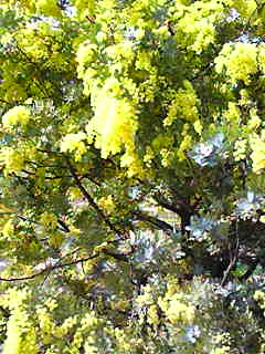 c0103205_1140234.jpg