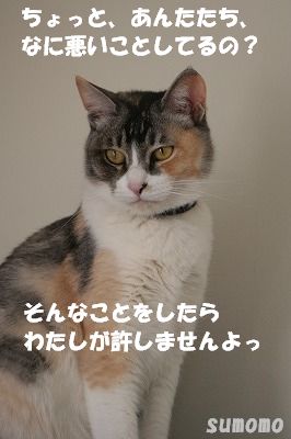 f0063729_12103383.jpg