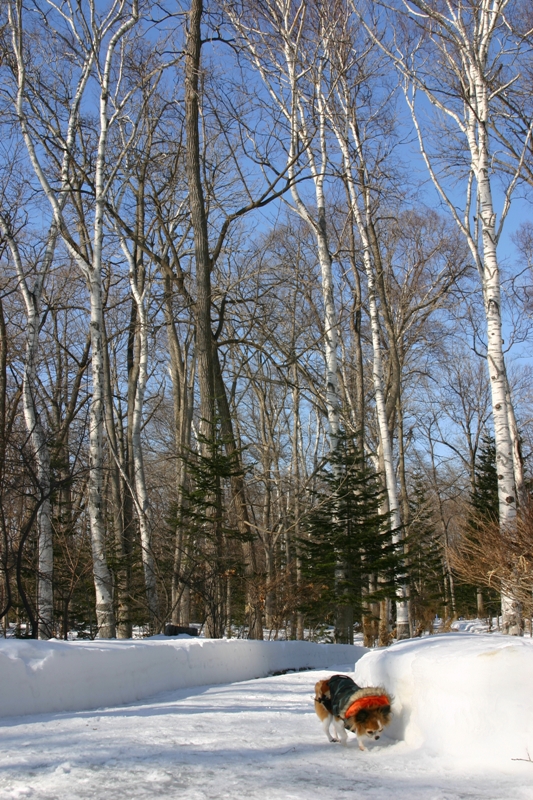 a0016775_2137584.jpg