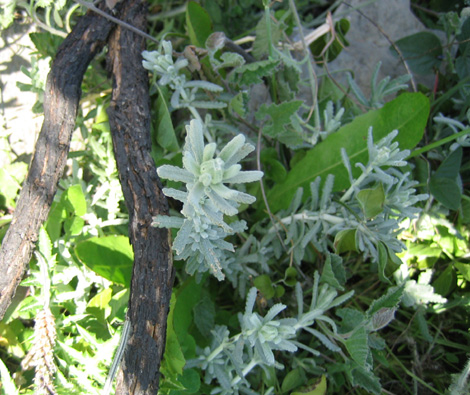 e0023086_1482349.jpg