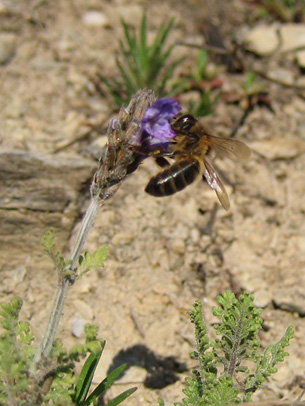 e0023086_158432.jpg