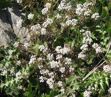 e0023086_261262.jpg
