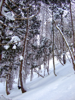 f0001698_332955.jpg