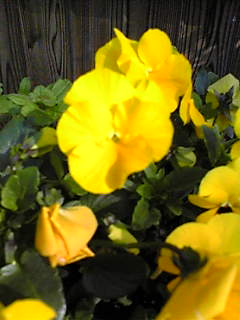 c0103205_1043526.jpg