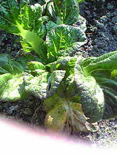 c0103205_10443576.jpg