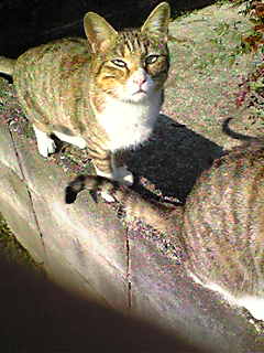 c0103205_10453736.jpg