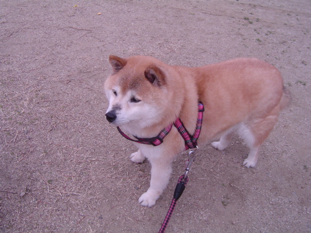 f0012924_553112.jpg