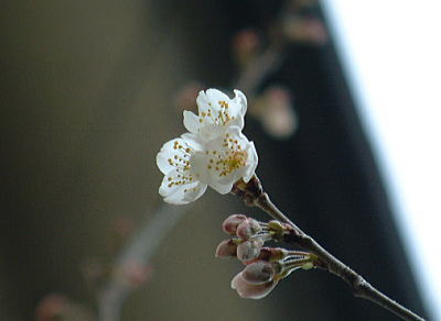 d0034988_16245089.jpg