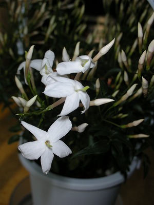 a0065294_82953100.jpg