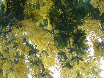 e0046112_127956.jpg