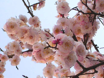 f0036716_1727564.jpg