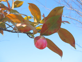 a0047618_20102915.jpg